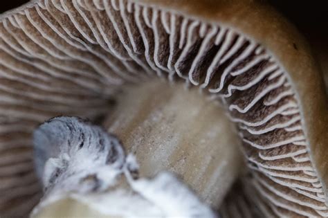 are mushroom spores illegal
